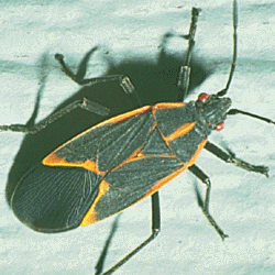 Boxelder bug