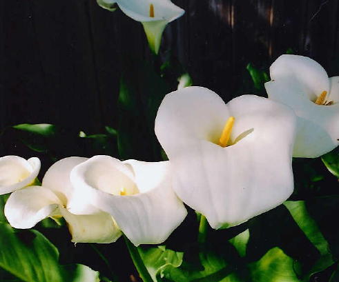 Calla lilies in bloom