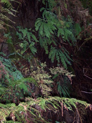 ferns in the rain
