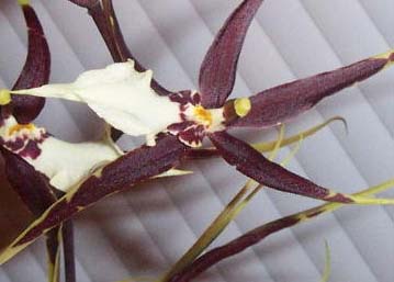 Orchid