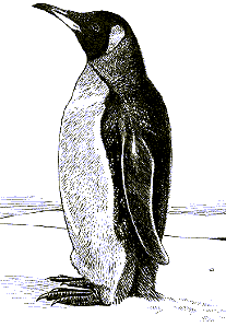 Emperor Penguin