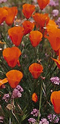 poppies