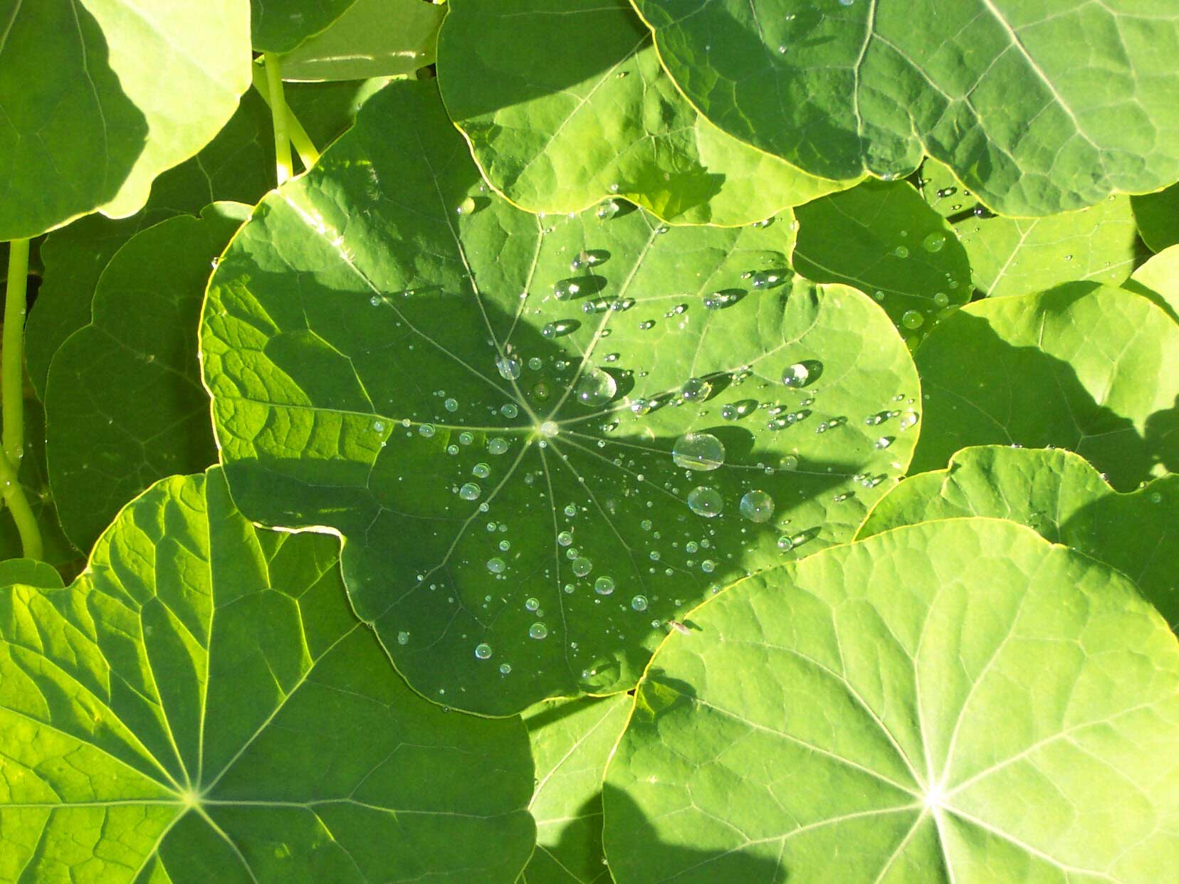 Nasturtium leaves