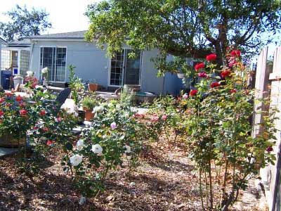 November 2003 rose garden