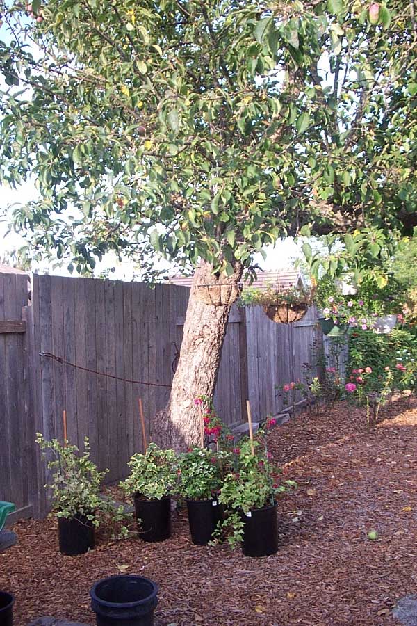 Apple Tree