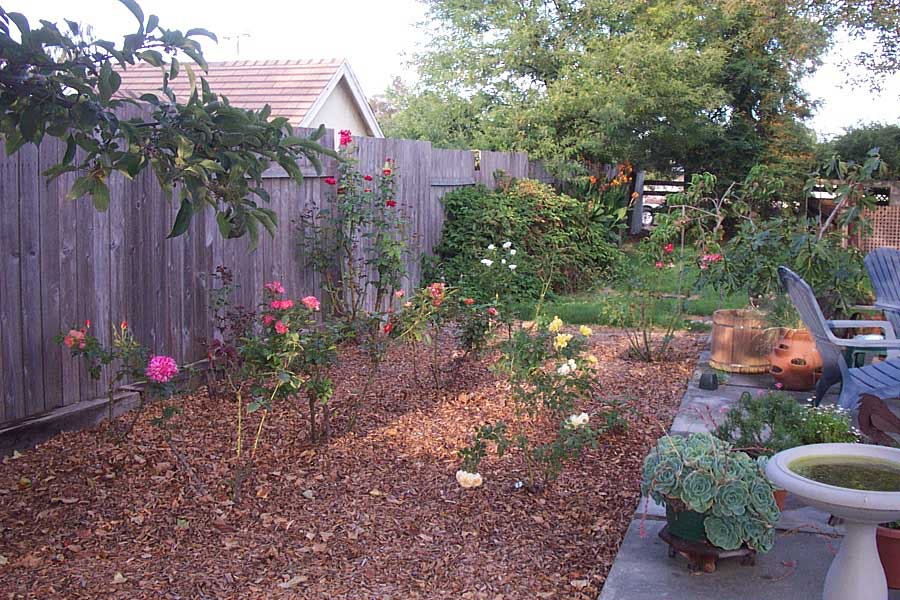 Rose Garden